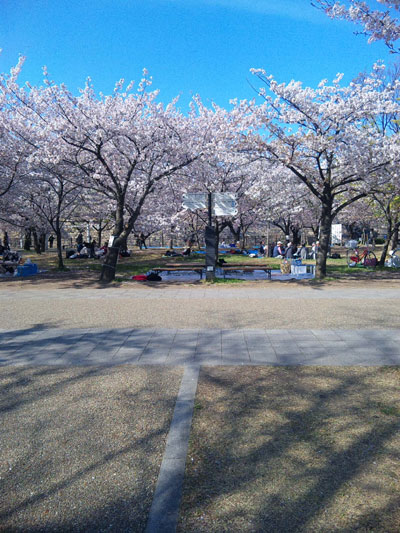 お花見会場大阪城公園